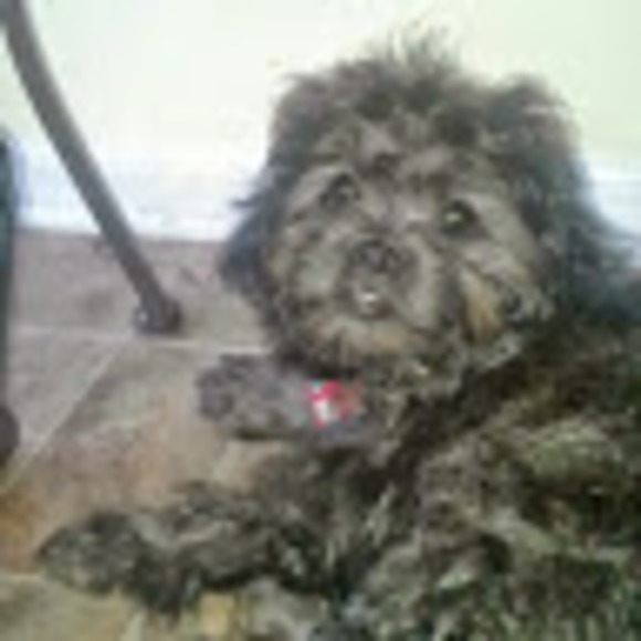 Meet your Posher, Trinity - Picture 1 of 1